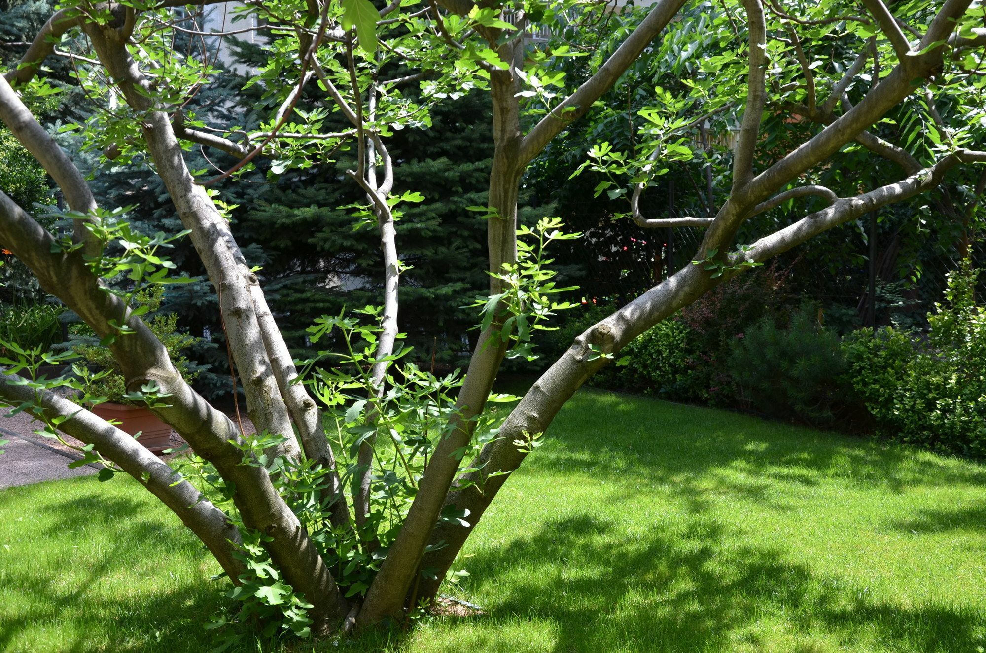 Fig Tree House Budapest Bagian luar foto