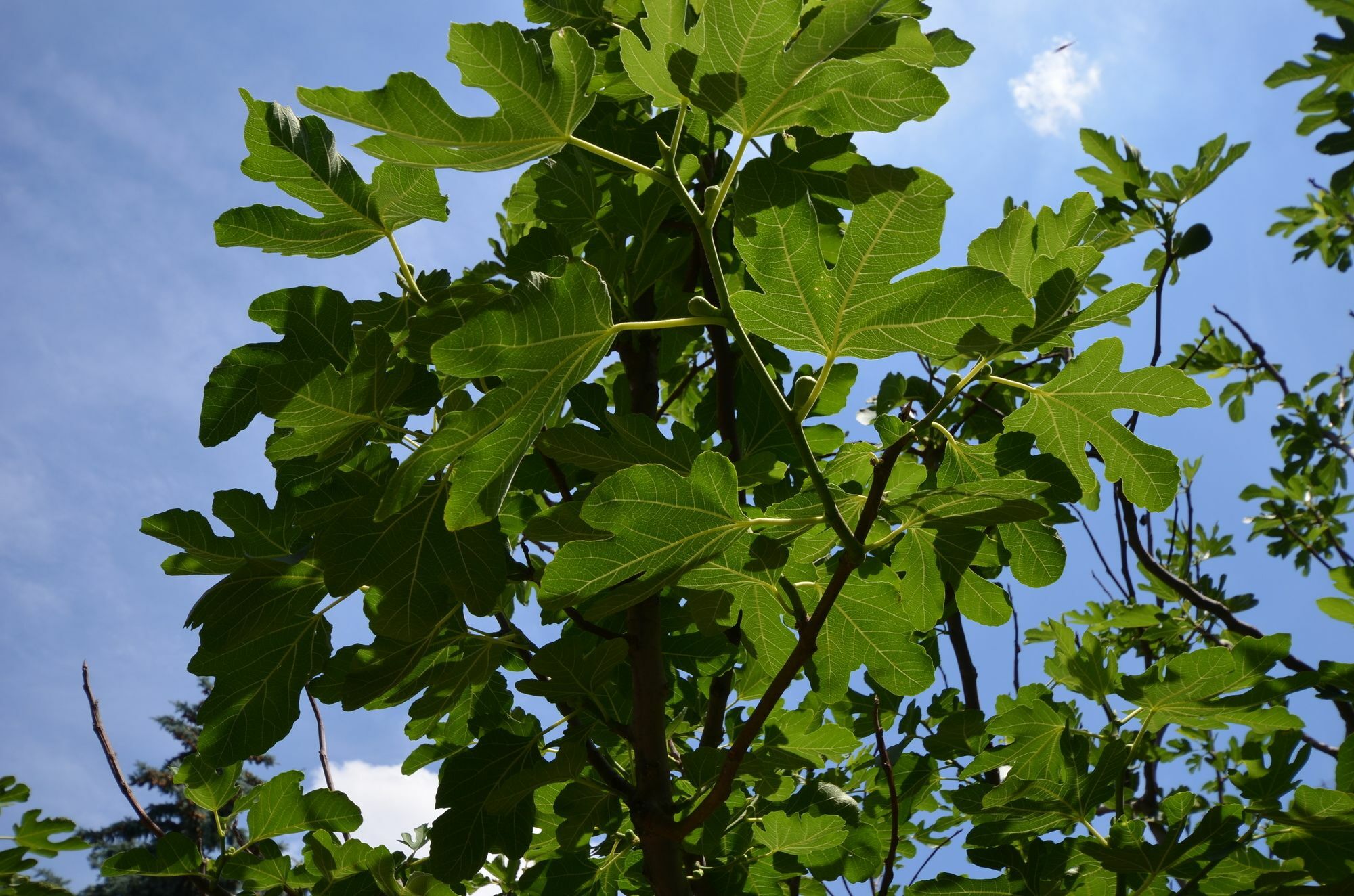 Fig Tree House Budapest Bagian luar foto